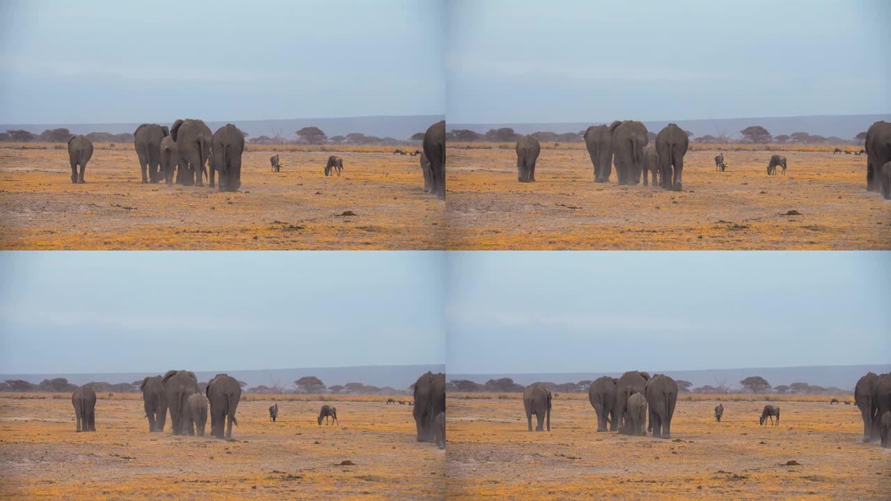 肯尼亚安博塞利国家公园，一小群大象带着年轻的小牛穿过牛羚旁边的草原，同时看着他们的孩子，从后面看