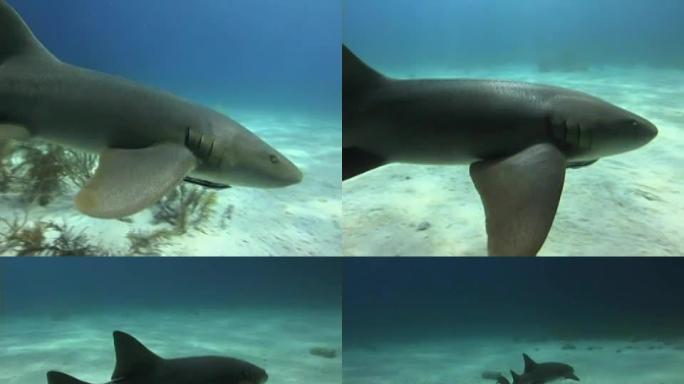 鲨鱼护士从相机上游走