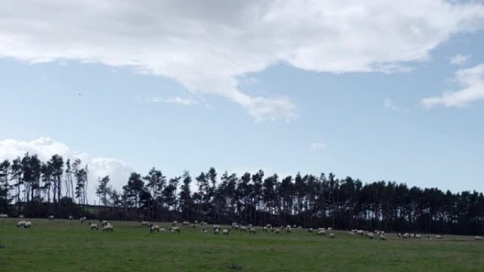 田野里的一群羊牧场蓝天草原