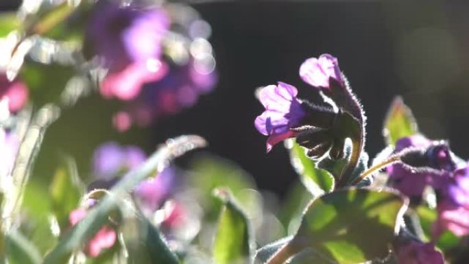 小风飘动的紫花花瓣