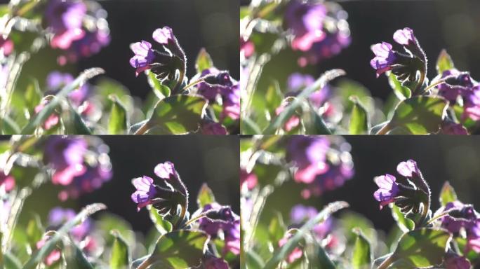 小风飘动的紫花花瓣