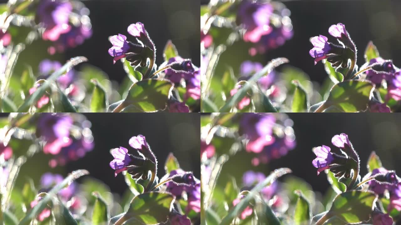 小风飘动的紫花花瓣