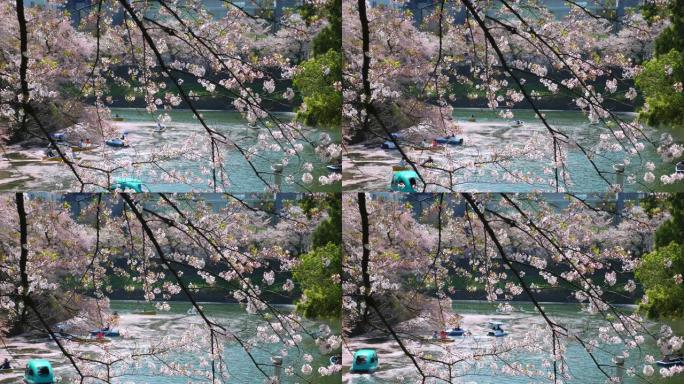 樱花花瓣落在东京的Chidorigafuchi公园公园