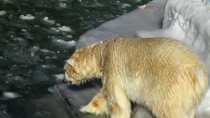 北极熊。