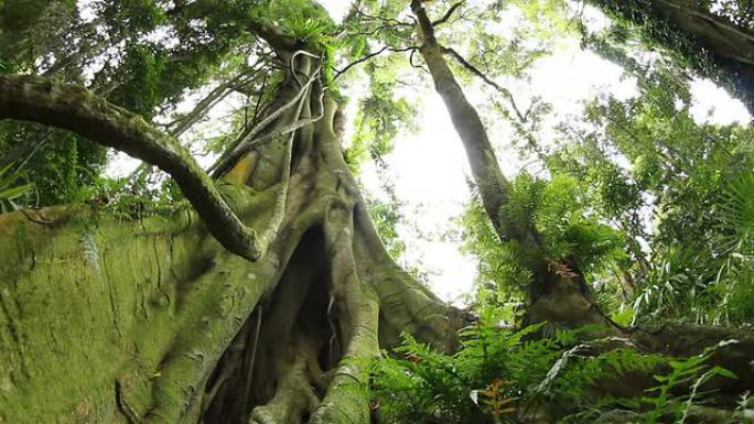 无花果树-温带雨林澳大利亚景观