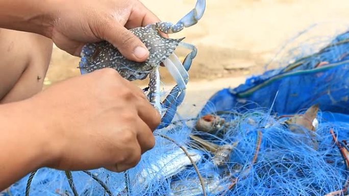 渔民放网蟹。