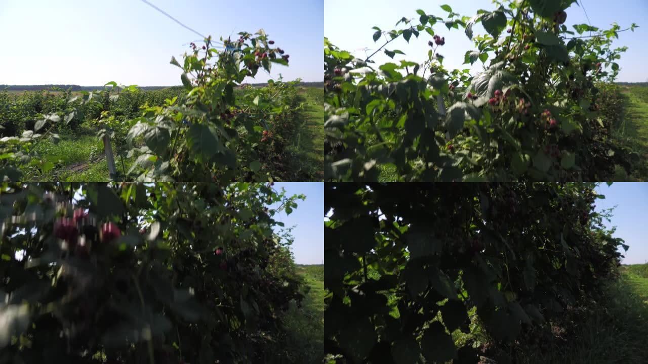 成熟的黑莓 .. 黑莓种植园，带休假的树枝上的黑莓