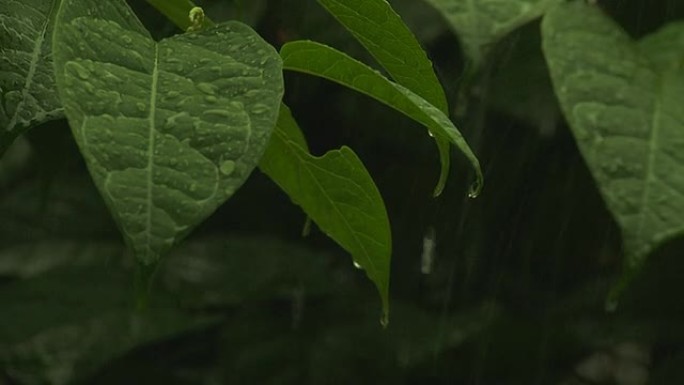 降雨