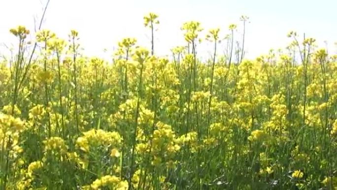 油菜籽植物领域4