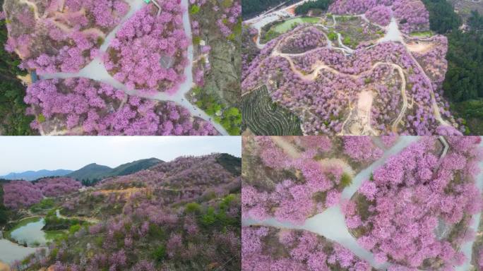 唯美的大田仙峰山樱花航拍