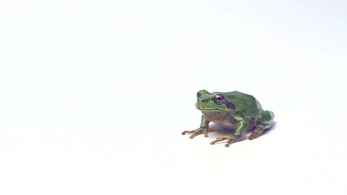 青蛙抠像带透明通道绿屏绿幕视频素材