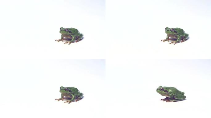 青蛙抠像带透明通道绿屏绿幕视频素材