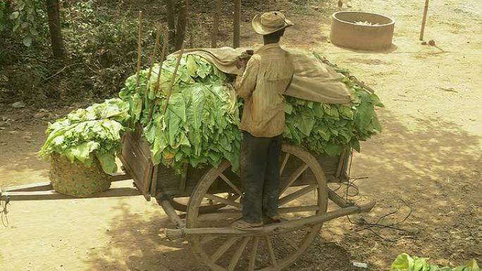 农民站在木车上卸下收获的烟叶