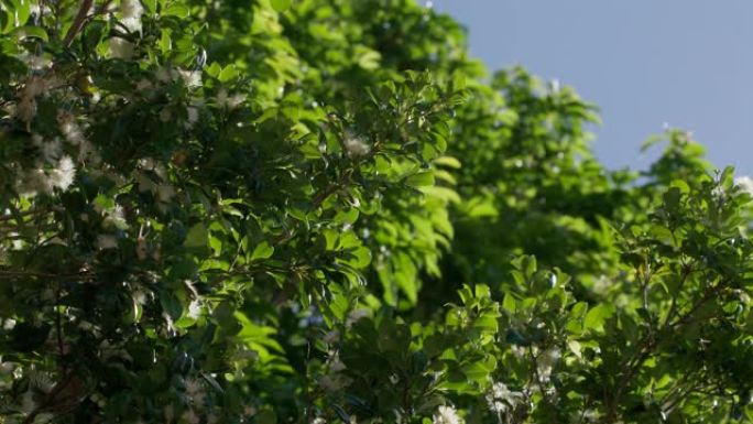 晴天树上开花白色模糊铁线莲种子绿叶