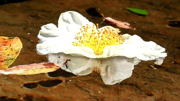 雨林中的白花