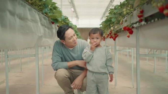父子俩在温室里摘草莓。有机。健康的生活方式。可持续的生活方式。