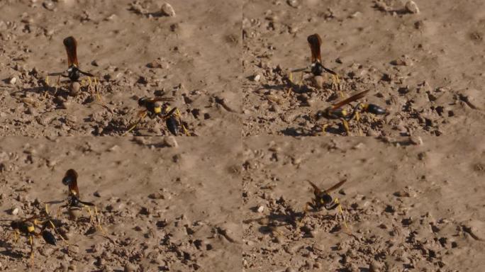 黄腿泥黄黄蜂 (Sceliphron caementarium) 的特写