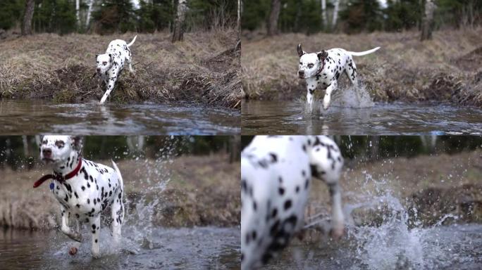 美丽的狗过河。德国指针和达尔马提亚人通过水。慢动作。4k。红色可乐。春天美丽的大自然。水滴。棕色狗。