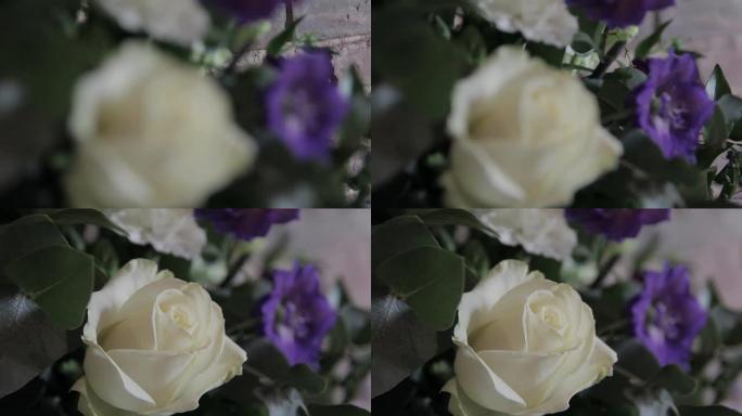 漂亮的白玫瑰拉焦点-自然花
