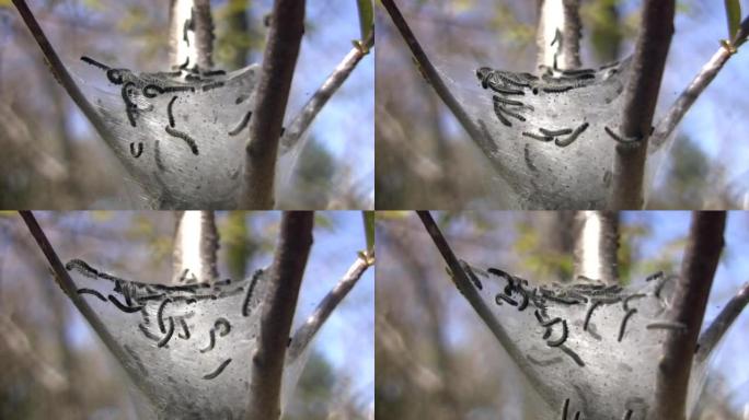 毛毛虫正在树上筑巢 (高清)