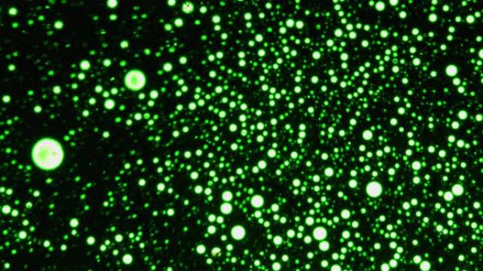 用显微镜背景检查放射性绿色细胞