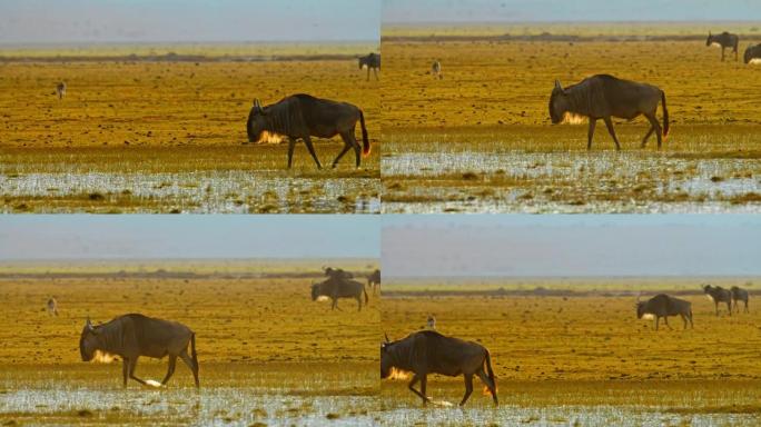 肯尼亚安博塞利国家公园日落期间，一小群牛羚在沼泽和草原上行走