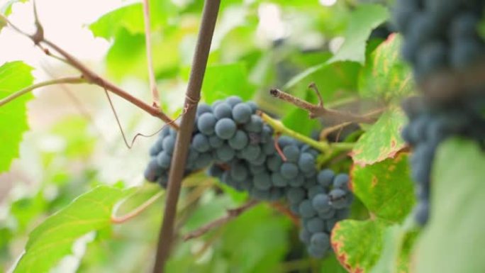 从背景中的葡萄平滑地重新聚焦到葡萄园前景中的蓝色葡萄。