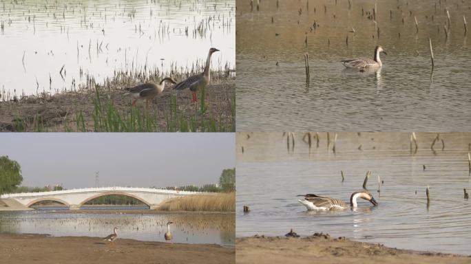 湿地沼泽野鸭生活环境野鸭生活状态实拍4K
