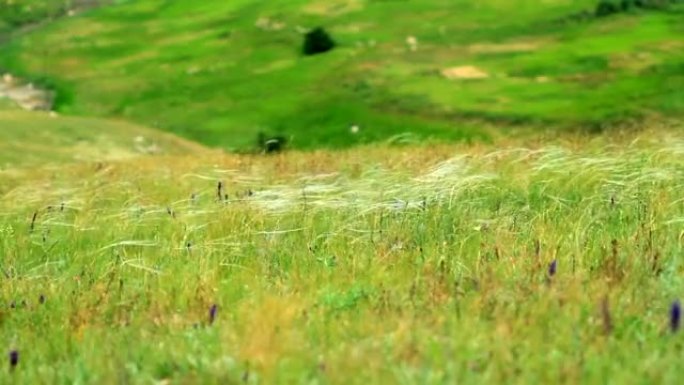 克里米亚草原上的羽毛草