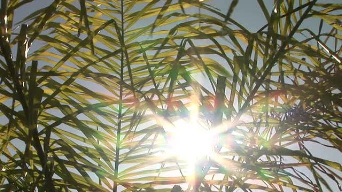 阳光通过热带植物过滤