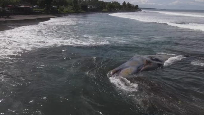 巴厘岛海岸线附近的死抹香鲸