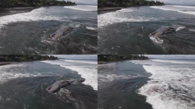 巴厘岛海岸线附近的死抹香鲸