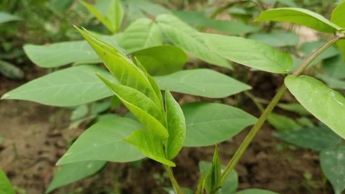 决明子中草药马蹄决明决明叶假绿豆 草决明