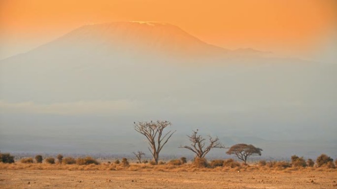 田园诗般的萨凡纳风景，风景秀丽，有着令人惊叹的乞力马扎罗山背景，鸟类坐在前面光秃秃的树上，肯尼亚安博