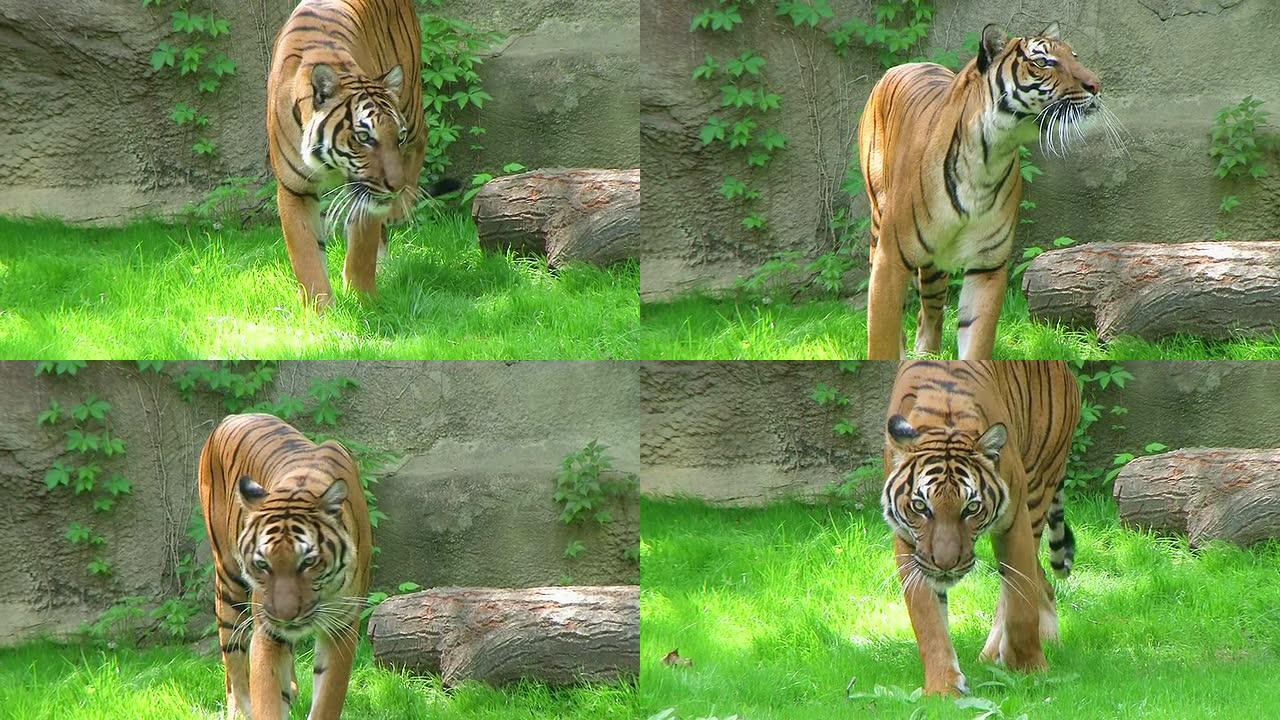 老虎在草地上行走
