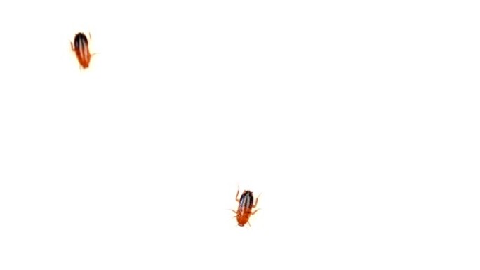 白色背景上行走的小蟑螂