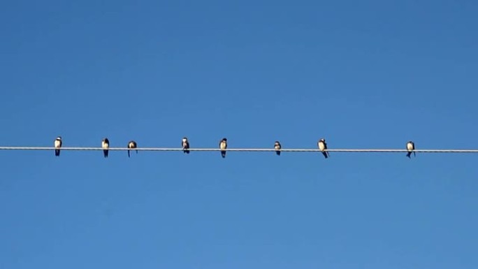 蓝天上电线上的鸟