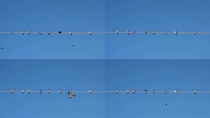 蓝天上电线上的鸟