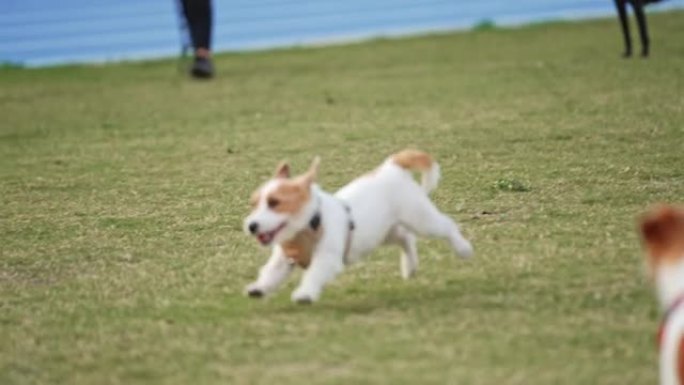 有趣顽皮的快乐疯狂杰克罗素梗微笑可爱的宠物狗小狗在夏天在草地上奔跑和跳跃