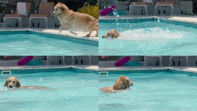 快乐的狗跳进游泳池玩游戏取玩具球金毛寻回犬嬉戏地享受夏天可爱的毛茸茸的狗嬉戏4k