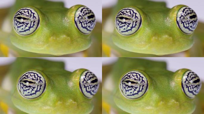 玻璃蛙 (Espadarana callistoma)