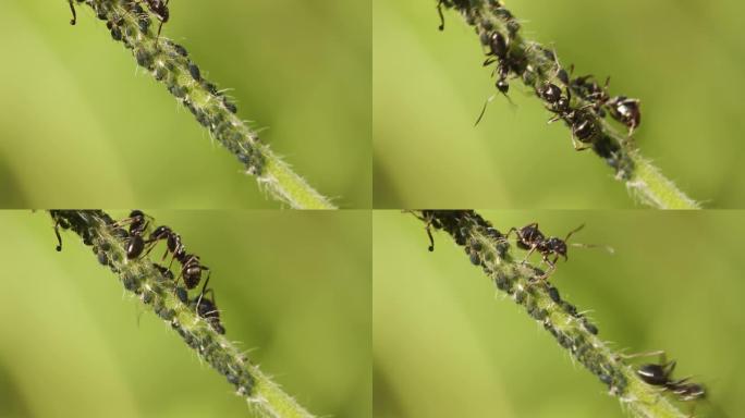 植物虱子蚂蚁牧民特写