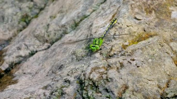 绿色蛇尾蜻蜓 (Ophiogomphus Cecilia) 停在岩石上的特写镜头