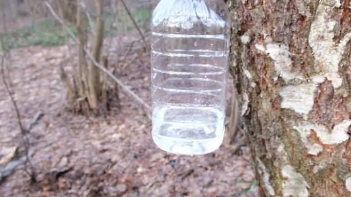 桦木汁液沿着金属滑槽流入大型塑料容器。一瓶桦树汁挂在树干上。