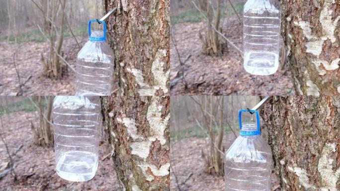 桦木汁液沿着金属滑槽流入大型塑料容器。一瓶桦树汁挂在树干上。