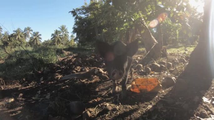 近距离观察一只中等大小的驯养黑猪在户外野外用空的椰子壳从桶里吃食，周围是草原、树木和灌木丛，阳光照射