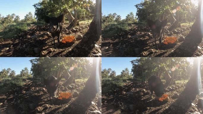 近距离观察一只中等大小的驯养黑猪在户外野外用空的椰子壳从桶里吃食，周围是草原、树木和灌木丛，阳光照射