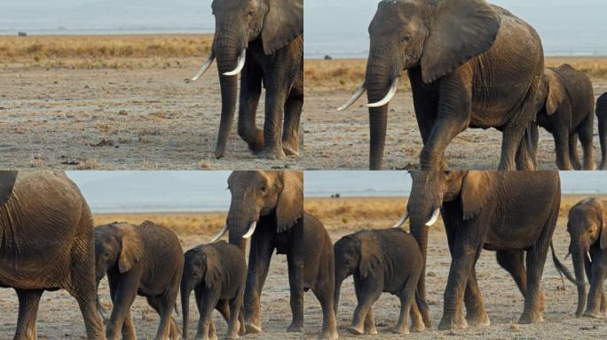 一群大象在大草原上漫步，在日落时侧视。大象母亲和她的婴儿走路