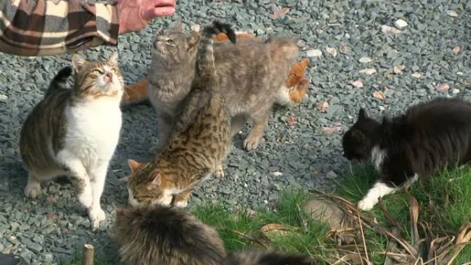 男子在户外喂养一群饥饿的无家可归的猫
