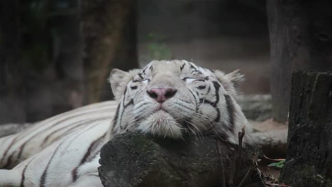 白色孟加拉虎正在睡觉，并在木材上放松